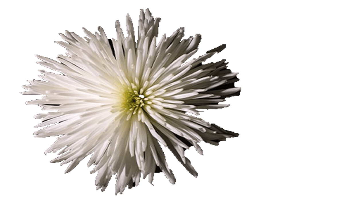 Florastyle Blume Florastyle Blume