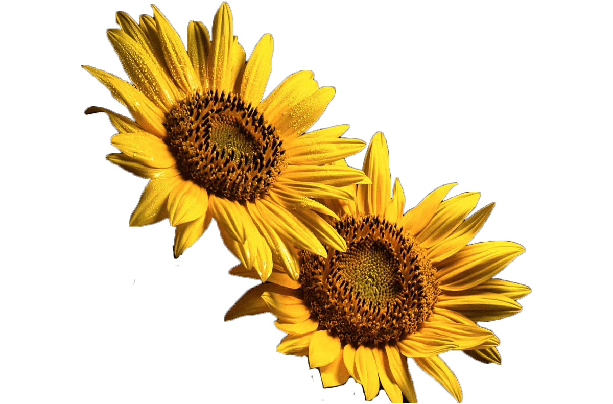 Florastyle Blume2 Florastyle Blume2
