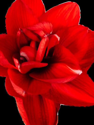 Florastyle Herbstblume